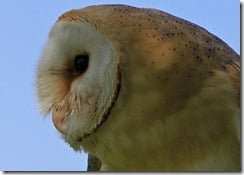 Barn owl (Tyto alba)