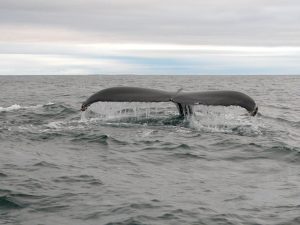 Humpback whale off West Cork