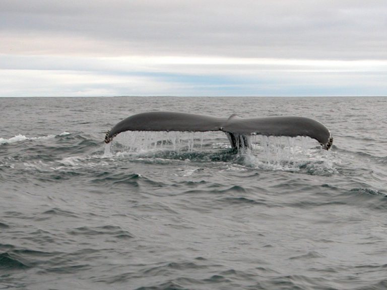 Humpback whale off West Cork