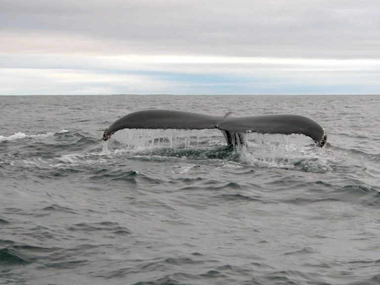 Humpback whale off West Cork