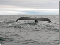 Humpback whale off West Cork, Ireland