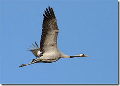 Long gone! The Eurasian Crane is extinct as a breeding species in Ireland