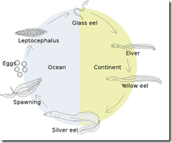Eel Life Cycle