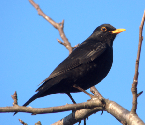Blackbird_Turdus_merula
