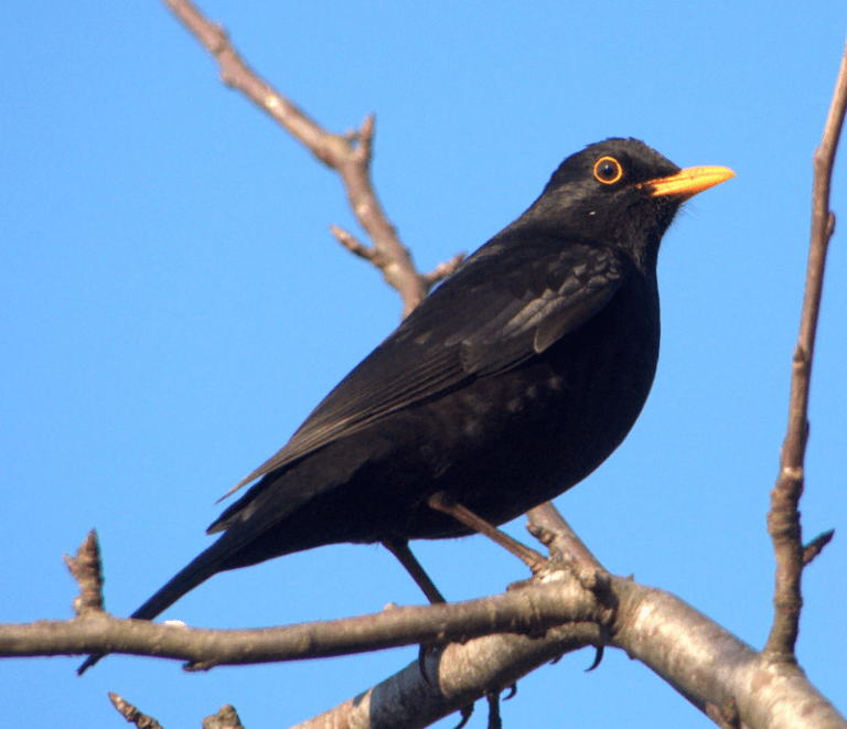 Blackbird_Turdus_merula