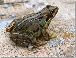 Common Frog (Rana temporaria) 