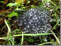 Frog Spawn