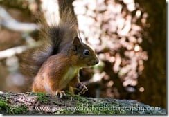 Irish Red Squirrel
