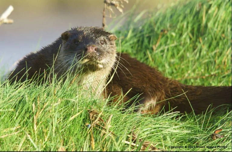 The otter -- Lutra lutra -- has its European stronghold in Ireland