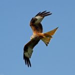 Irish Red Kite confirmed poisoned