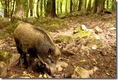 Wild Boar -- native or invasive?