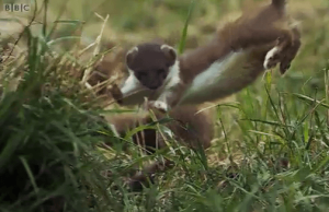 Stoat leaping on the BBC "Nature: Behind the scenes" video.