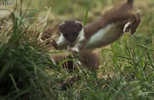 Stoat leaping on the BBC "Nature: Behind the scenes" video.