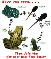 Hop To It Irish Frog Survey
