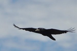 Rook -- Ireland's most common crow