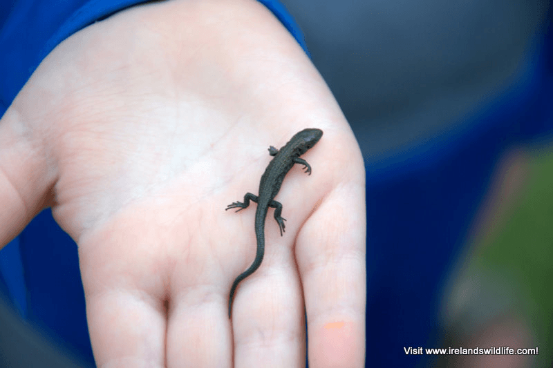 Young common lizard on a child's hand at Galley Head, West Cork