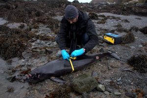 A person in outdoor gear and gloves measures a dead harbour porpoise with a tape measure on a rocky shore, with scientific equipment nearby, contributing to marine learning.