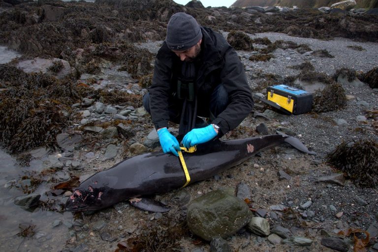 A person in outdoor gear and gloves measures a dead harbour porpoise with a tape measure on a rocky shore, with scientific equipment nearby, contributing to marine learning.