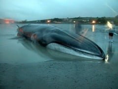 Fin whale stranded at Courtmacsherry, West Cork in January 2009