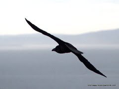 Raven, Galley Head, Co. Cork