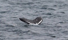 Humpback whale HBIRL18 photographed off Galley Head on the 03/04/2012 by Ciaran Cronin / WildEye