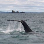 Humpback whale off the coast of West Cork