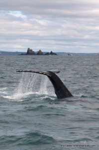 Humpback whale off the coast of West Cork