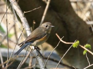 Red-flanked bluetail
