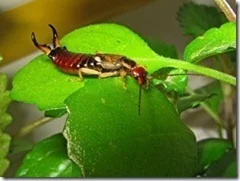 earwig