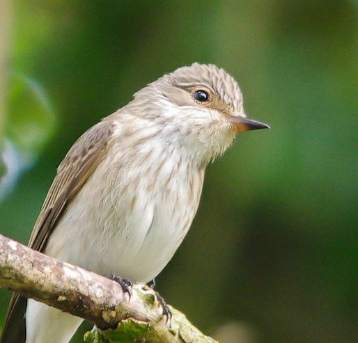 Spotted Flycatcher