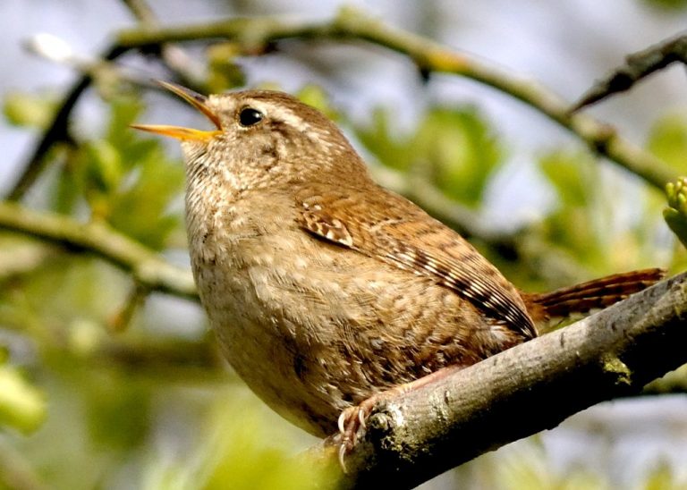 Wren