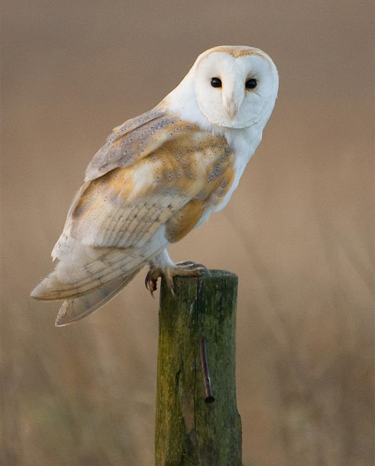 Barn owl encounter | Ireland's Wildlife
