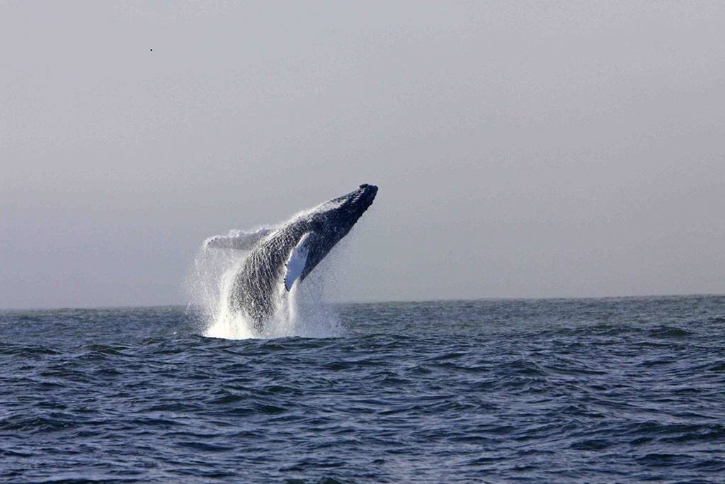 Humpback Whale Wild Journeys