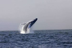 Humpback Whale from the RTE / Crossing The Lines production, Wild Journeys
