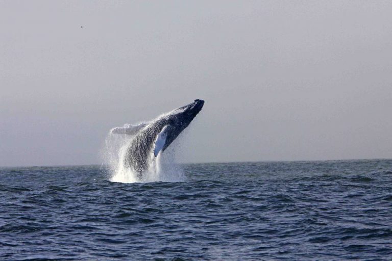 Humpback Whale Wild Journeys