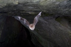 lessser horseshoe bat