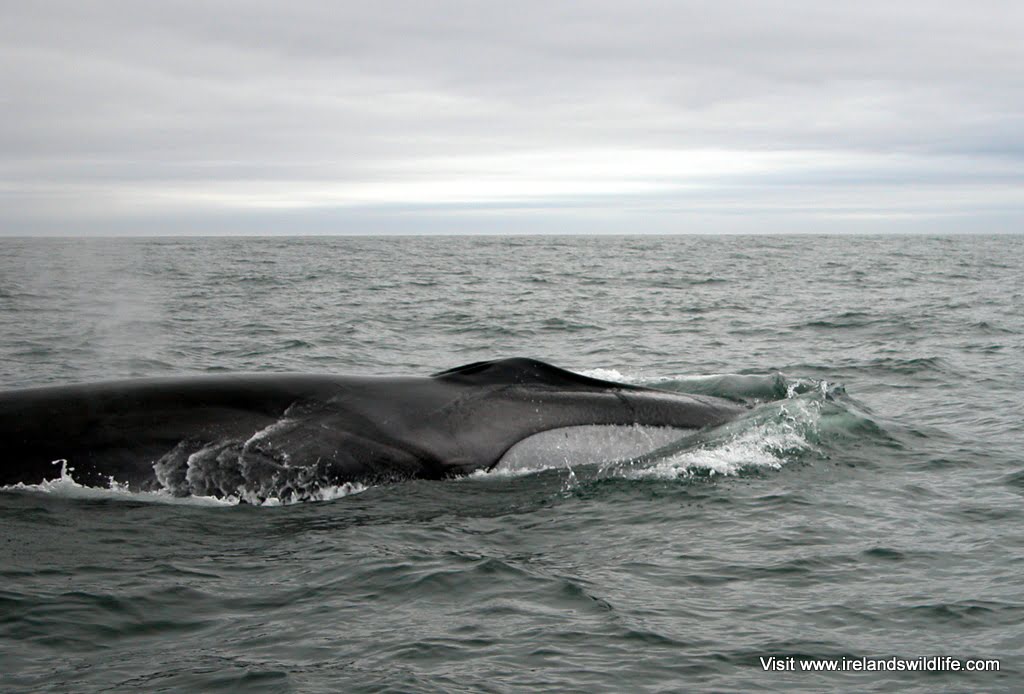 Fin whale surfacing off the West Cork coast