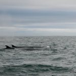 Two fin whales on the surface in West Cork