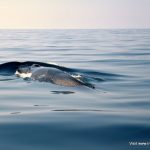 Fin whale cruising off West Cork