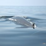 Fin whale showing a rarely-seen glimpse of it's fluke just beneath the surface.