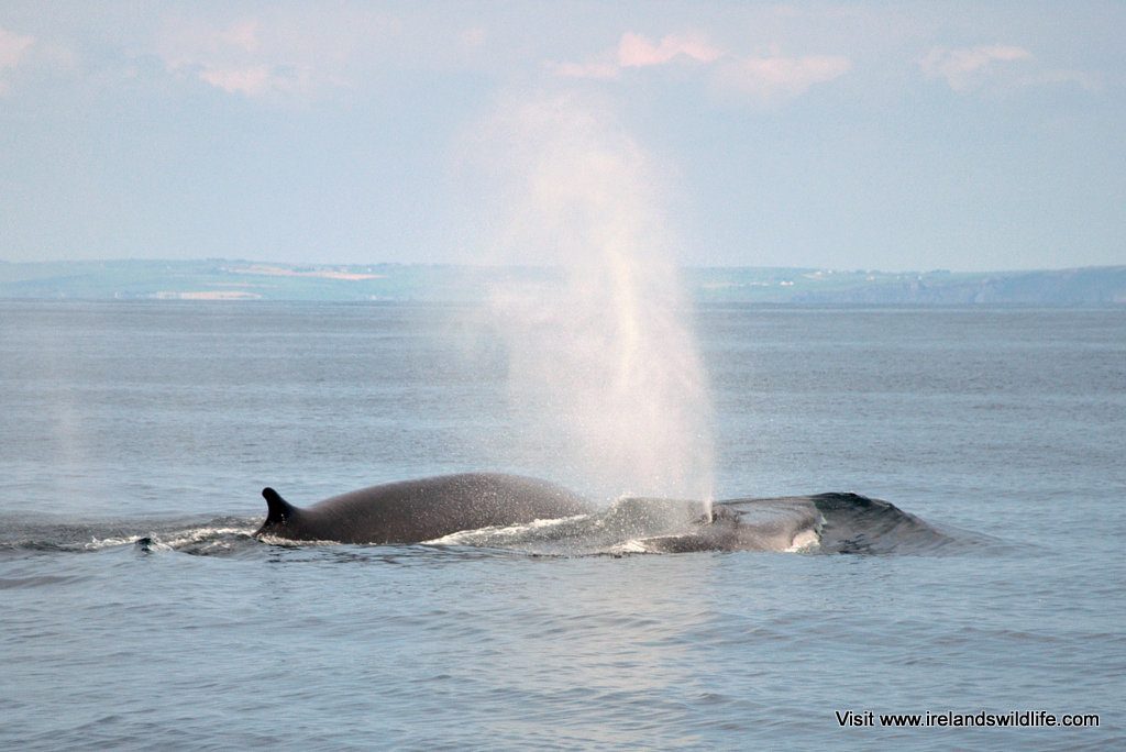 A brace of fin whales on the surface with the West Cork coast in the background
