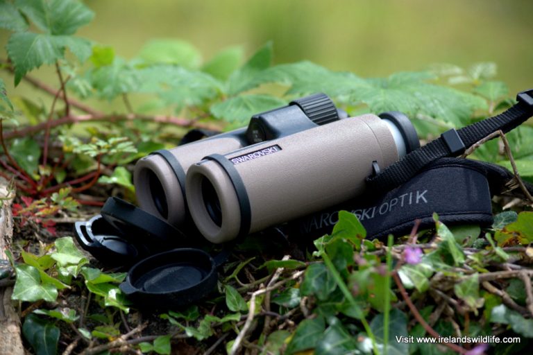 The Swarovski CL Companion 10x30 binocular in Sand / Brown