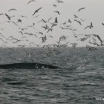 Fin whale lunging through a bait ball off the West Cork coast of Ireland