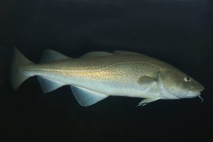 Atlantic Cod (Gadus morhua)
