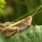 Field Grasshopper (Brian Eversham, National Biodiversity Data Centre)