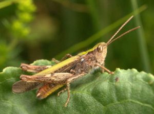 Field Grasshopper (Brian Eversham, National Biodiversity Data Centre)