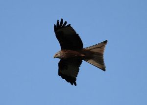 Red Kite (Milvus milvus)