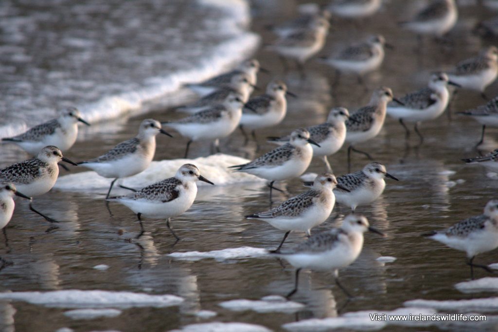 Sanderling, Long Strand