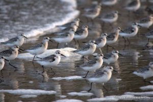 Sanderling, Long Strand