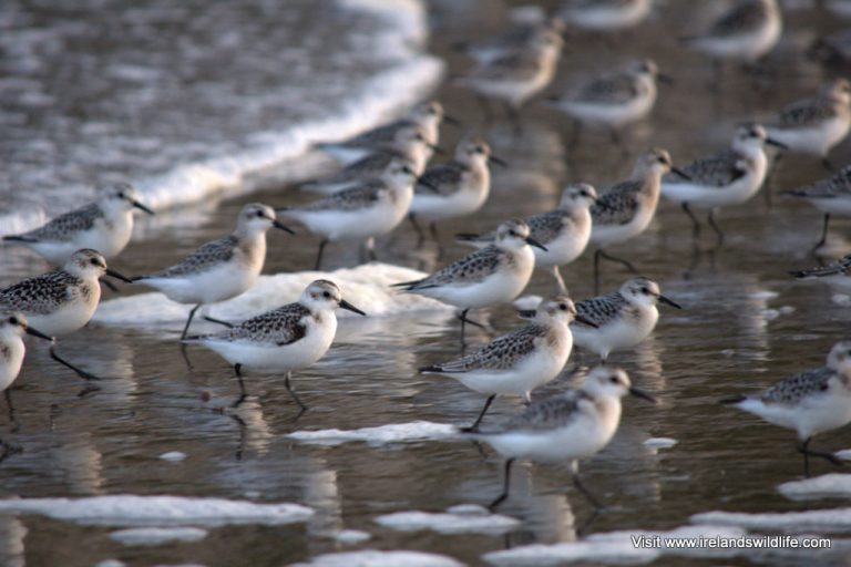 Sanderling, Long Strand